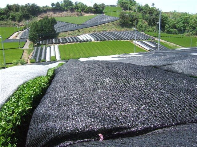 kabusecha japán árnyékolt zöld tea