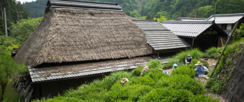 Kézzel szedett Mandokoro gyokuro