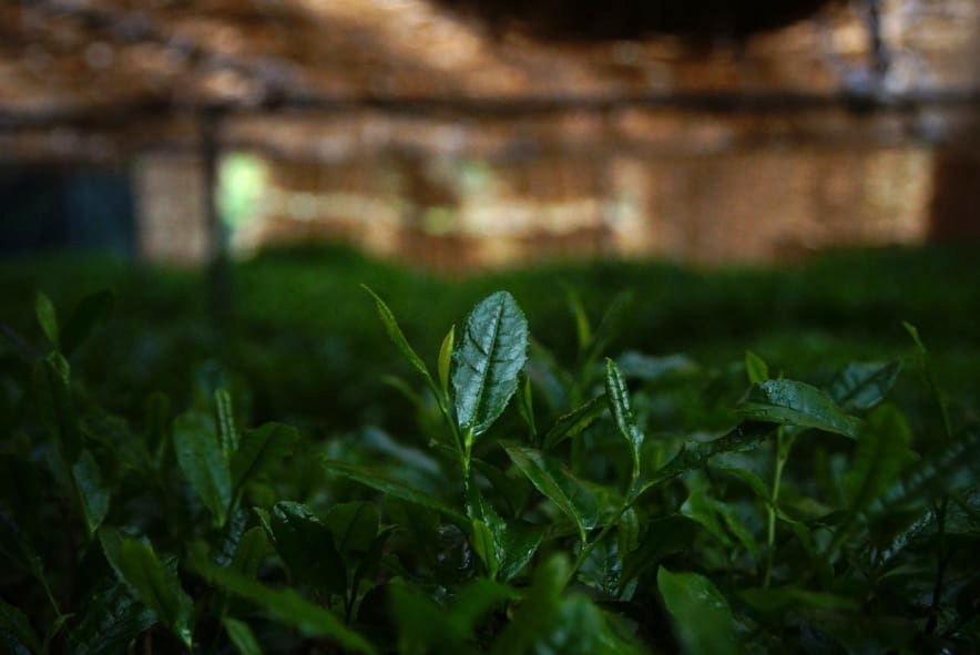 Kézzel szedett Mandokoro gyokuro