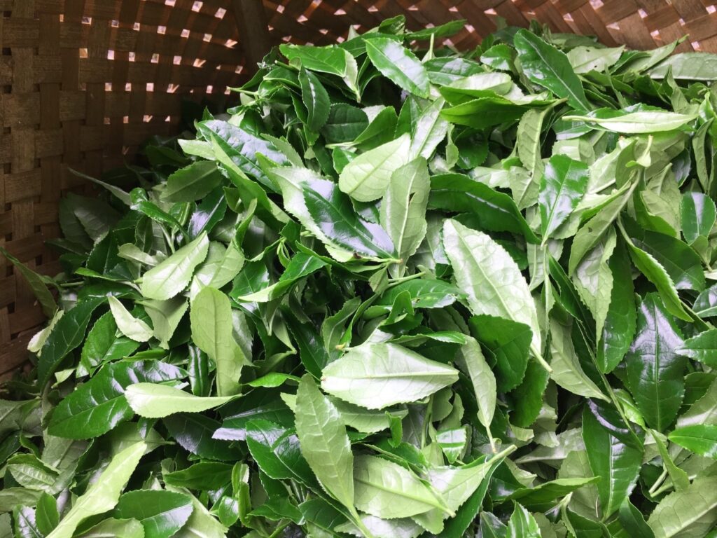 Kézzel szedett Mandokoro gyokuro