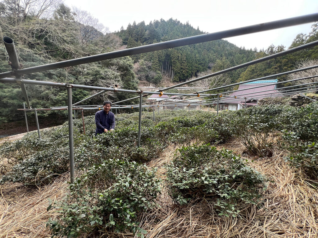 Kézzel szedett Mandokoro gyokuro