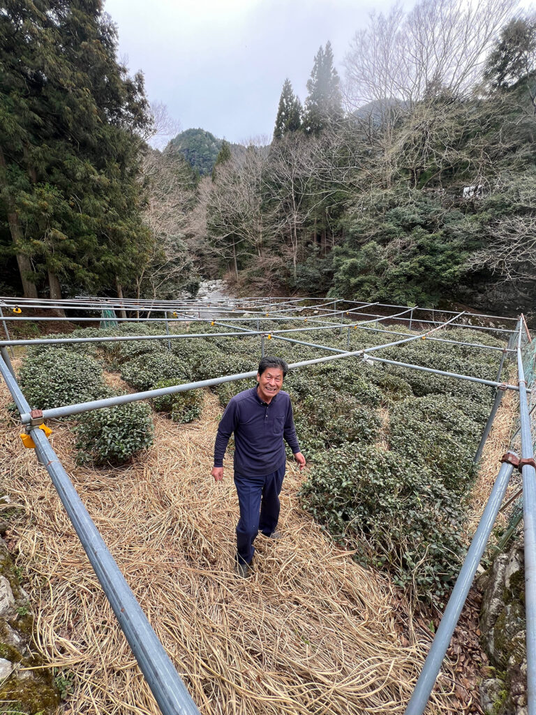 Kézzel szedett Mandokoro gyokuro