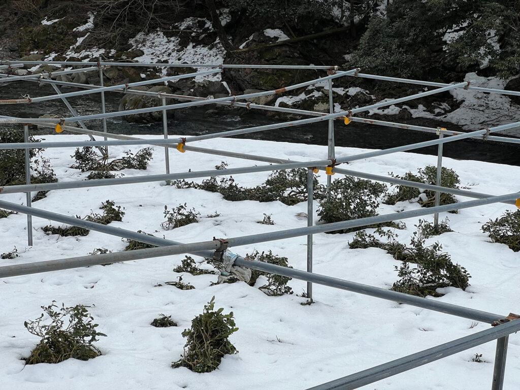 Kézzel szedett Mandokoro gyokuro