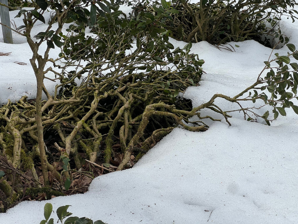 Kézzel szedett Mandokoro gyokuro