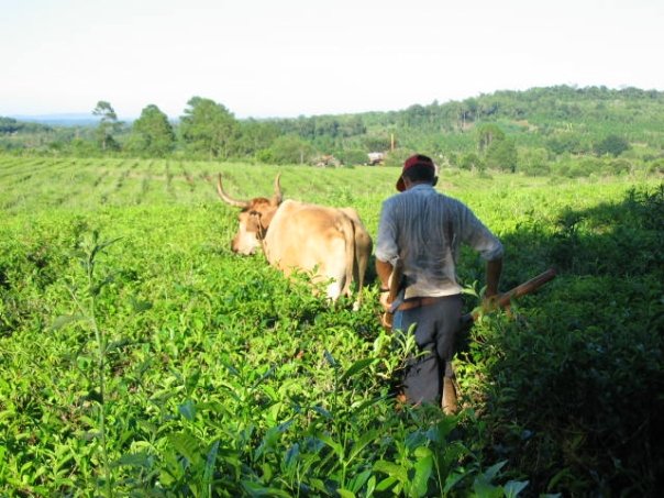 organikus yerba mate